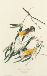 Prothonotary-Waldsänger