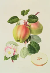 Der holländische Codlin, 1820