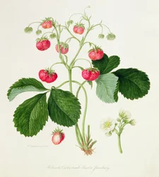 Wilmots scharlachrote Hahnenkamm-Erdbeere, 1820
