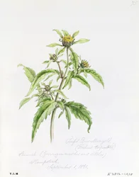 Dreiteilige Burr-Ringelblume, gemalt in Hampstead, 1. September 1861