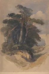 Kiefern auf Hampstead Heath