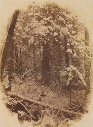 Ohne Titel (Wälder im Schnee)