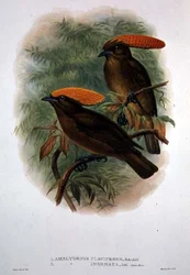 Amblyornis Flavifrons (Farblithografie)