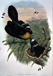 Arfak Sechsdrähte-Paradiesvogel (Farblithografie)