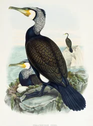 Kormoran (Phalacrocorax carbo), Lithographie aus Birds of Great Britain