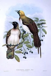 Paradisaea Quilielmi - Kleiner Paradiesvogel