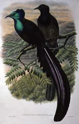 Prinzessin Stephanies Paradiesvogel (Farblithografie)