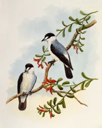 Sturzbachschnäpper (Monachella muelleriana), gestochen von William Matthew Hart (1830-1908), Vereinigtes Königreich