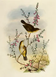 Weißgefleckter Fliegenschnäpper (Pseudogerygone notata), Gravur von William Matthew Hart