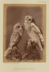 Sumpfohreule