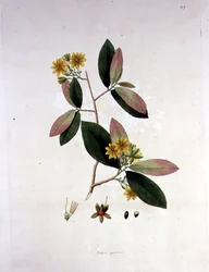 Ochna squarrosa, Illustration aus 