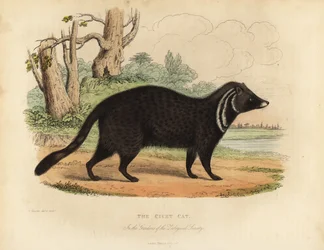 Afrikanische Zibetkatze, Civettictis civetta