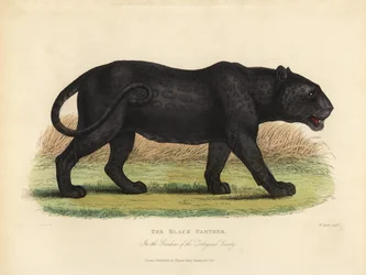 Schwarzer Panther, Panthera pardus oder Panthera onca