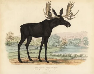 Elch, Alces alces