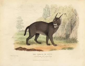 Der Karakal oder Luchs