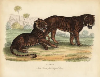 Tiger, Panthera tigris, gefährdet