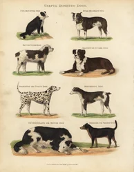 Nützliche Haushunde, Canis lupus familiaris