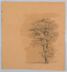 Studie von Laub