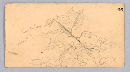 Studie von Laub