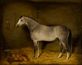 Arabisches Pferd in einer Box