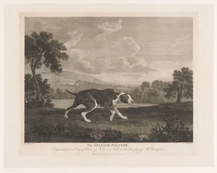 Spanischer Vorstehhund in Landschaft