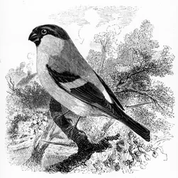 Der Gimpel, Illustration aus 