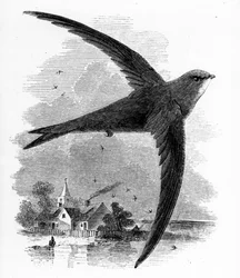 Der Mauersegler, Illustration aus 