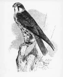 Der Baumfalke, Illustration aus 