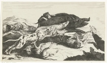 Hunde jagen ein Schwein