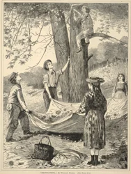 Kastaniensammeln, aus Every Saturday: Ein Illustriertes Journal der Wahllektüre, 29. Oktober 1870