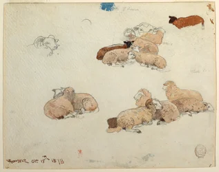 Schafe ruhend, 15. Oktober 1878