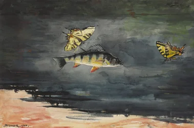 Fische und Schmetterlinge, 1900