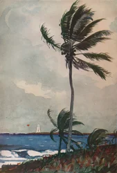 Palmen, Nassau, 1898, 1932