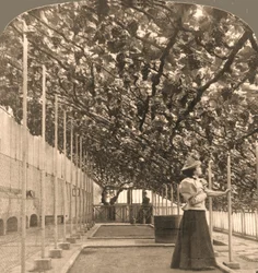 Der älteste Weinstock der Welt, Hampton Court Palace, 1768 gepflanzt, England, 1897.