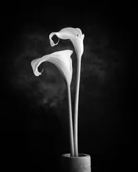 Monochrome Calla-Lilien