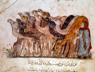 Eine Gruppe von Kamelen und ein Kamel, Karawane in der Wüste. Seite aus „Maqamat“ (Seancen), Schelmenpoem des 11. Jahrhunderts von dem arabischen Dichter Abu Mohammed al-Kasim ibn Ali Hariri (oder Al-Hariri) (1054-1122) illustriert von Al-Wasiti