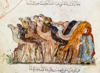 Ms. Ar 5847, fol. 101, Kamelherde, aus „Al-Maqamat“ („Die Versammlungen“) von Al-Hariri, ca. 1240
