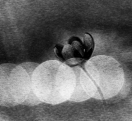 Elegante dunkle Blüte