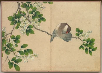 Tischalbum: Blumen- und Vogelbilder. Ein Vogel bei der Gefiederpflege, 18. Jahrhundert