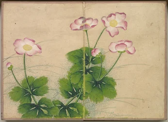Schreibtischalbum: Blumen- und Vogelmalereien, Malvenblüten, 18. Jahrhundert
