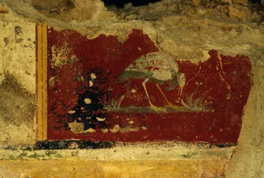 Vogel, Fresko-Fragment, Salus-Augusta-Tempel-Kryptoportikus, antike römische Stadt Urbs Salvia, Urbisaglia, Marken, Italien (Foto)