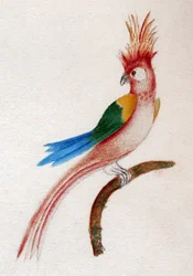 Schopfsittich