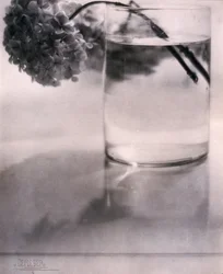Hortensie