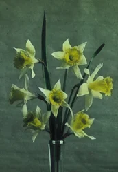 Jonquilles (Narzisse - Golden Spur)