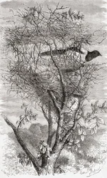 Nest der Elster