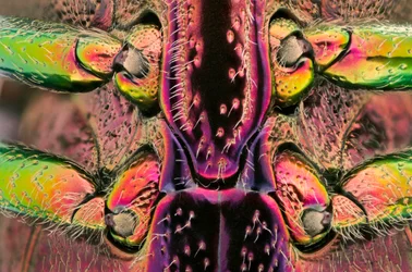 Polybothris quadricollis aus Madagaskar. Detail des Abdomens (Makrofotografie)