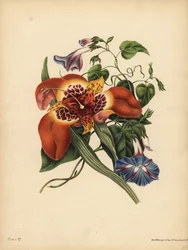 Die mexikanische Tigerblume, Tigridia pavonia, Veränderung; Die blaue Winde, Nacht