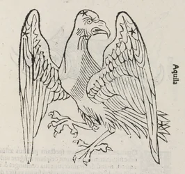 Das Sternbild des Adlers
