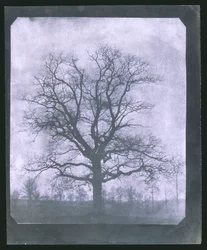 Baum im Winter, Mitte des 19. Jahrhunderts