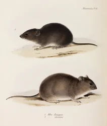 Zwei Arten von Mäusen, ca. 1832-1836